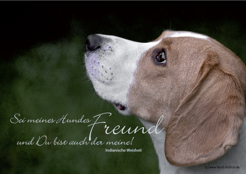 Eignungstest für neue Pflegestellen